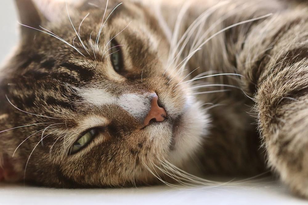 Recovery and Management of Cat Colds