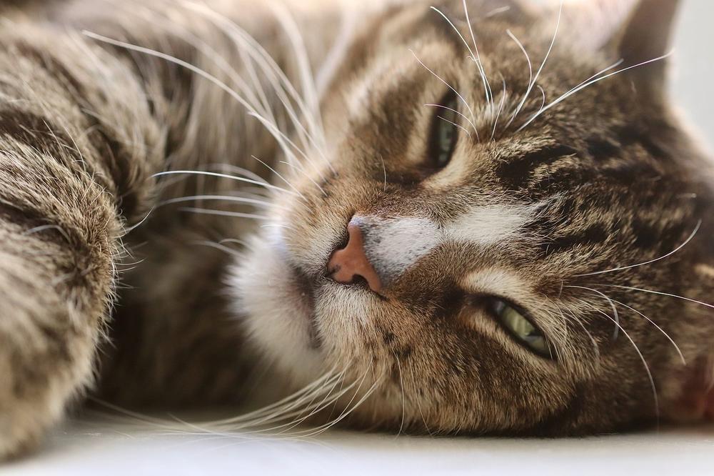 Understanding the Slow Eye Blinking Behavior of Cats