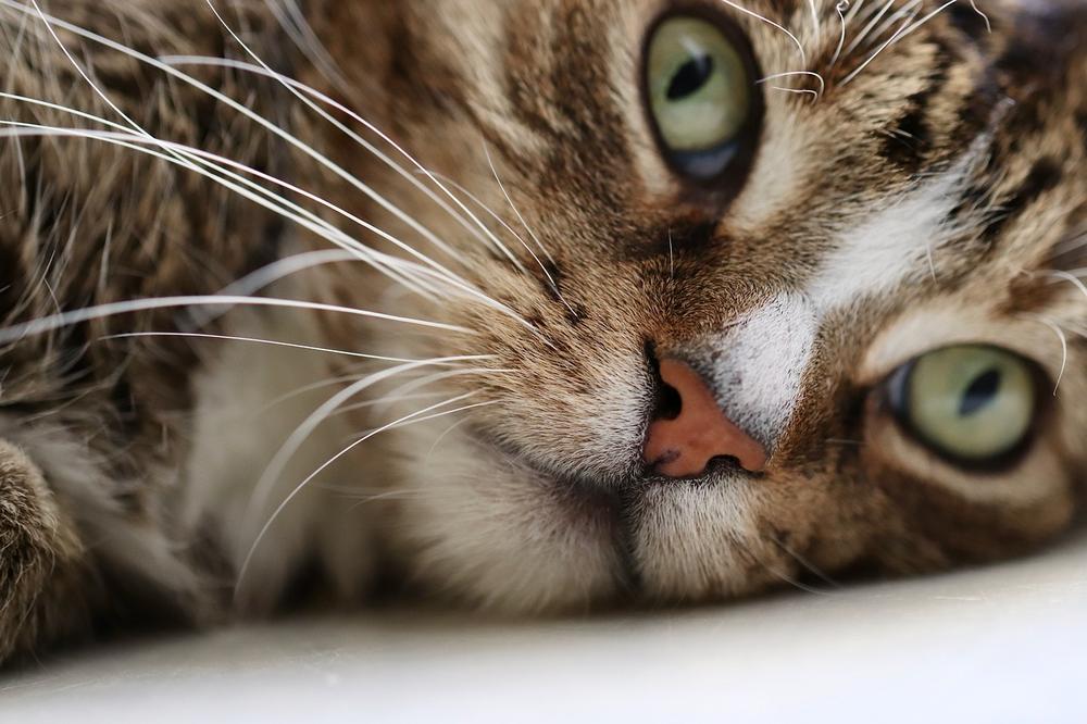 Common Causes of Dry Noses in Cats