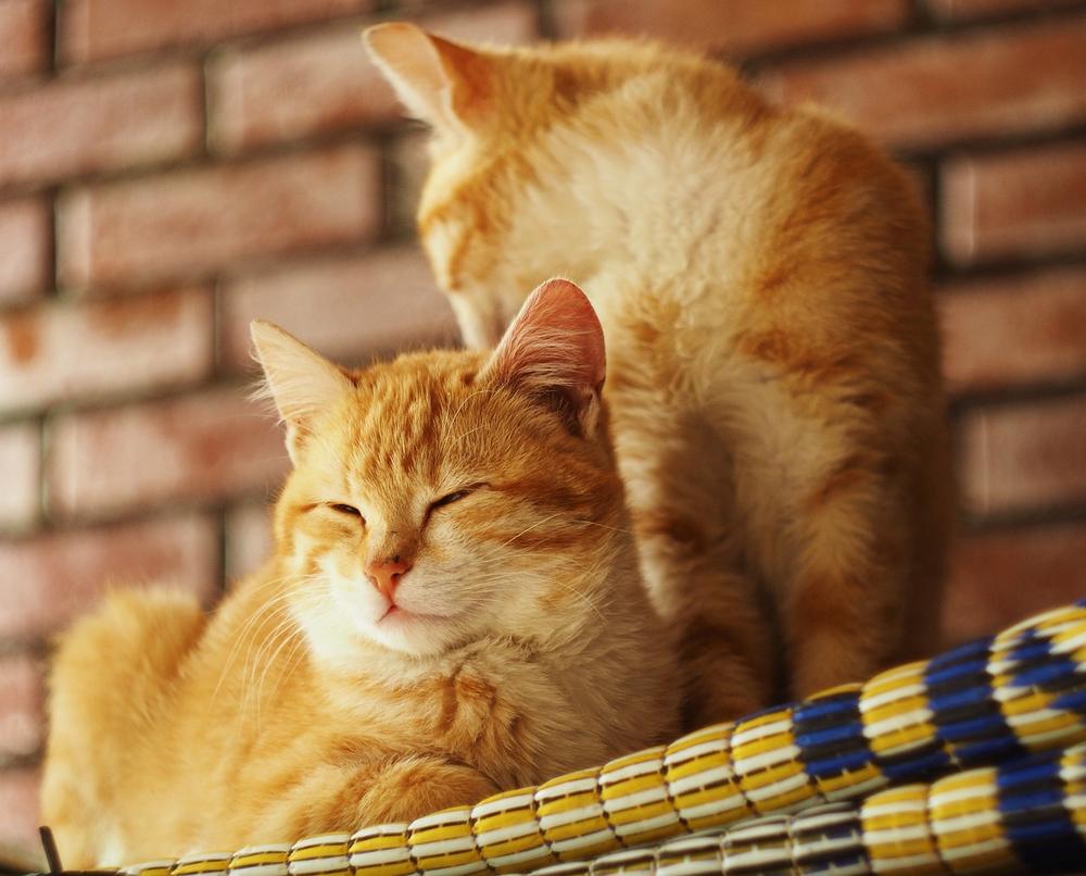 Do Cats Experience Separation Anxiety and Grieve for Siblings?