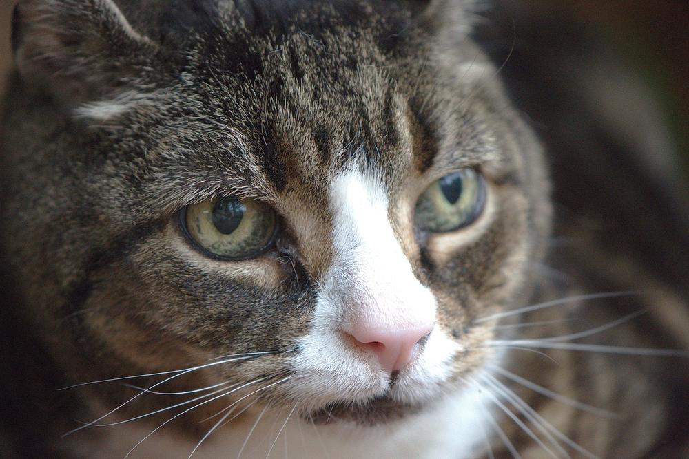 Preventing and Addressing Older Cat's Inappropriate Urination