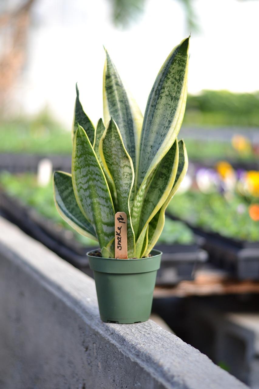 The Plant: Snake Plant