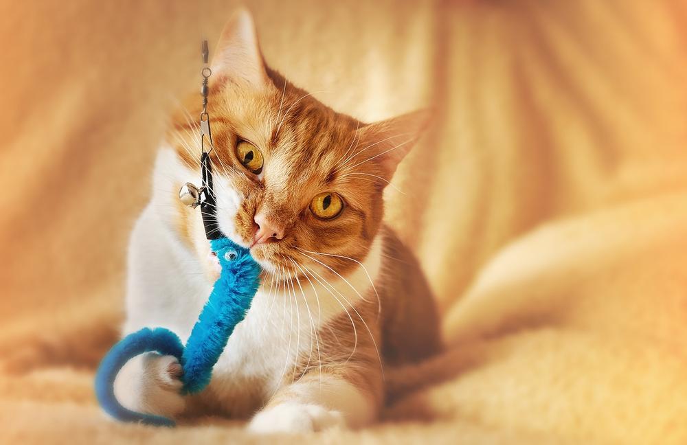 What to Do if Your Cat Refuses to Eat