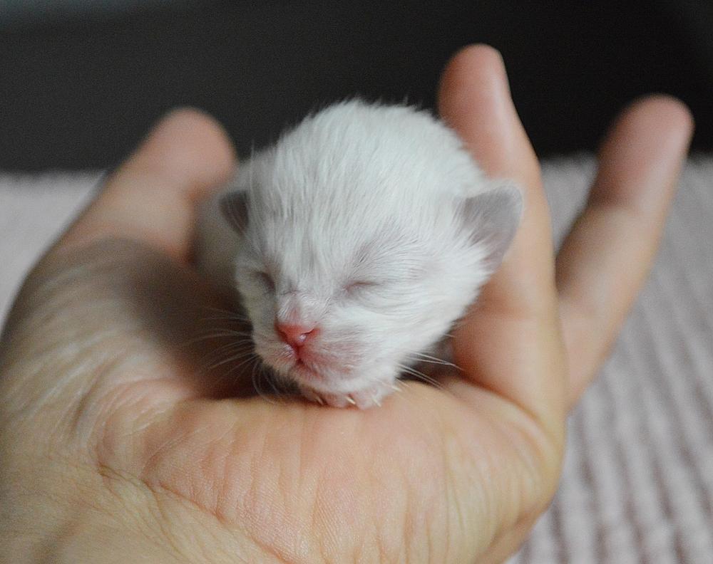 How to Identify Head Tilt in Newborn Kittens