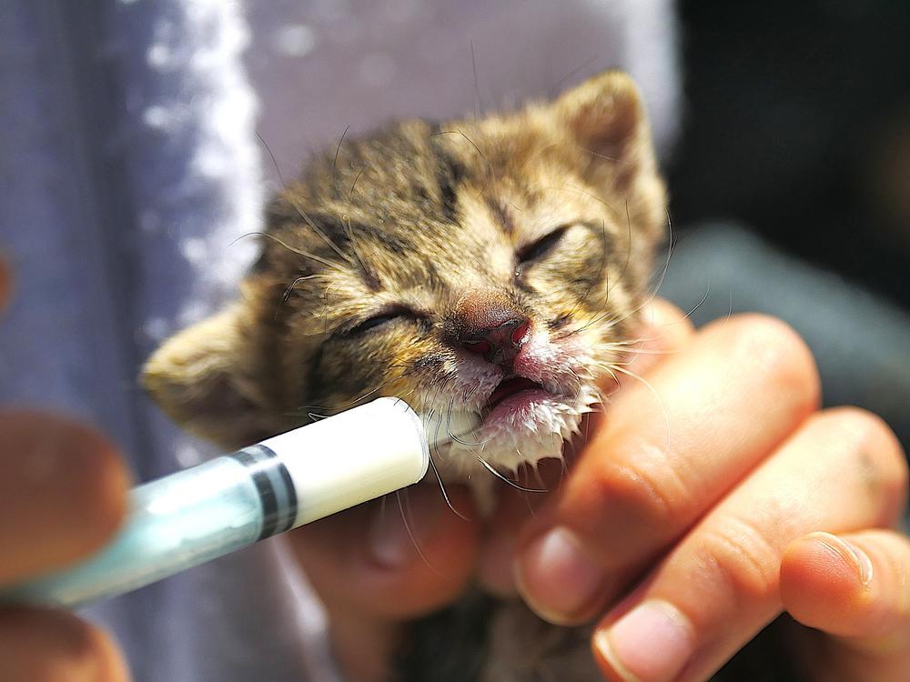 Preventing the Spread of Infections in Newborn Kittens
