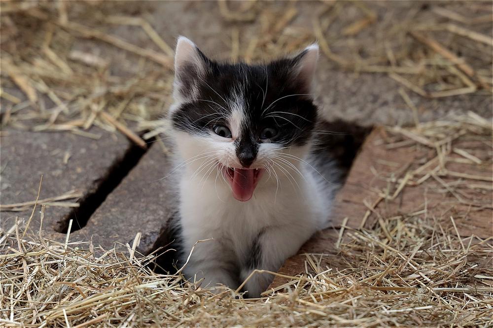 When to Seek Veterinary Care for Panting in Newborn Kittens