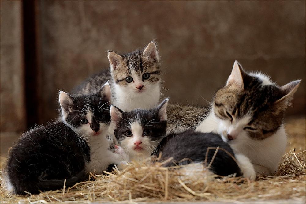 Do Cats Stop Eating Before Giving Birth?