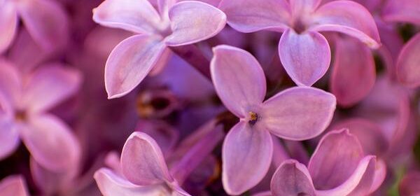 are lilacs poisonous to cats