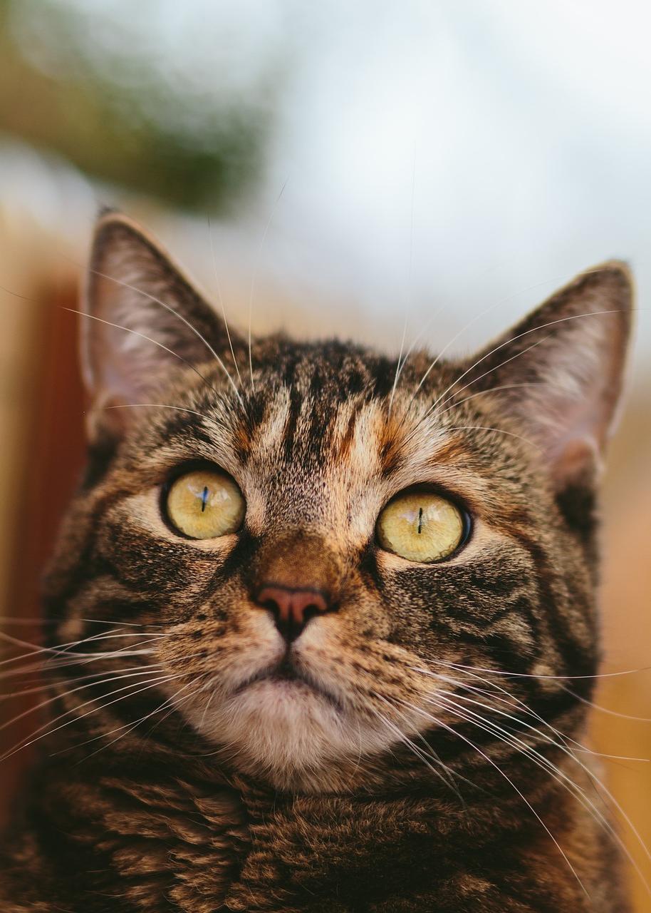 When Should You Intervene to Stop Cat From Eating Whiskers?