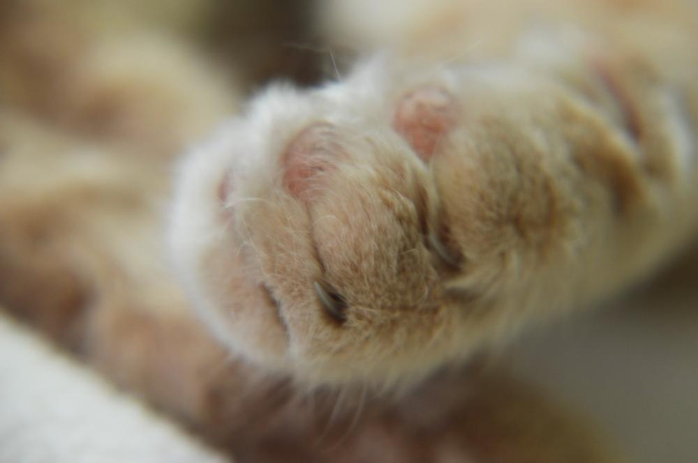 What Are Paw Pads?