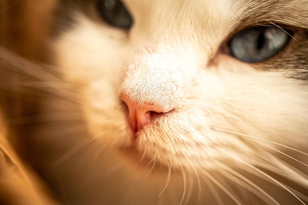 Factors to consider before deciding to kiss your cat on the nose