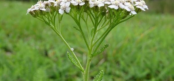 is yarrow poisonous to cats