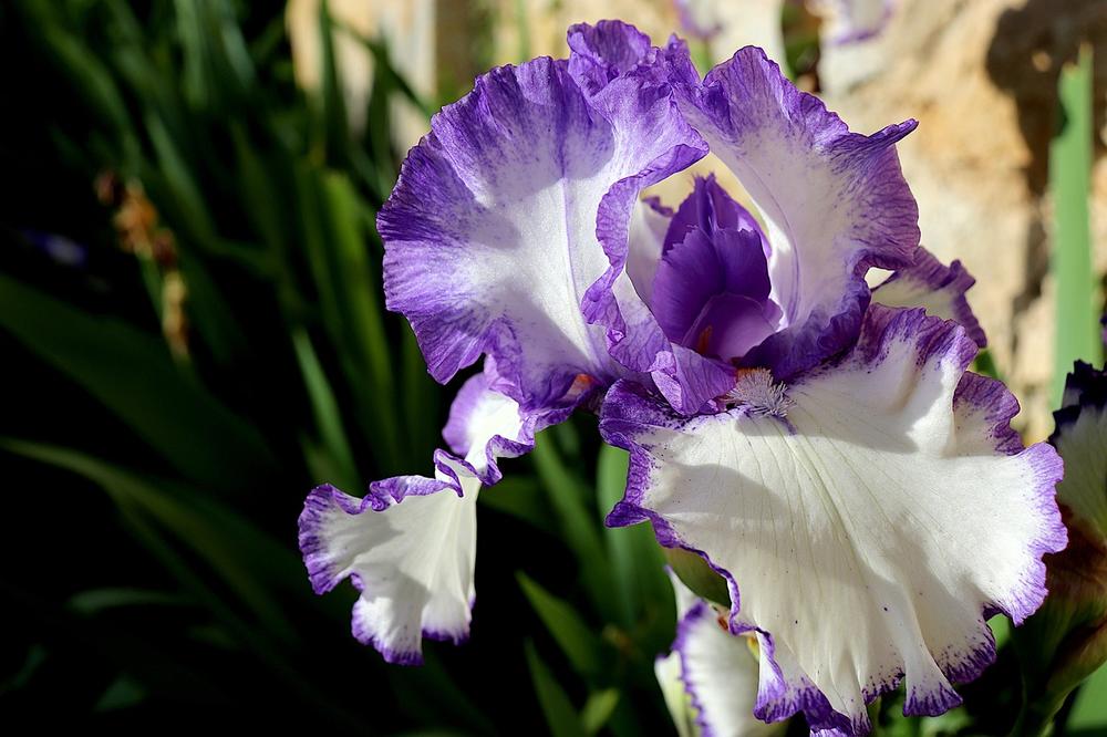 Are Irises Poisonous to Cats?