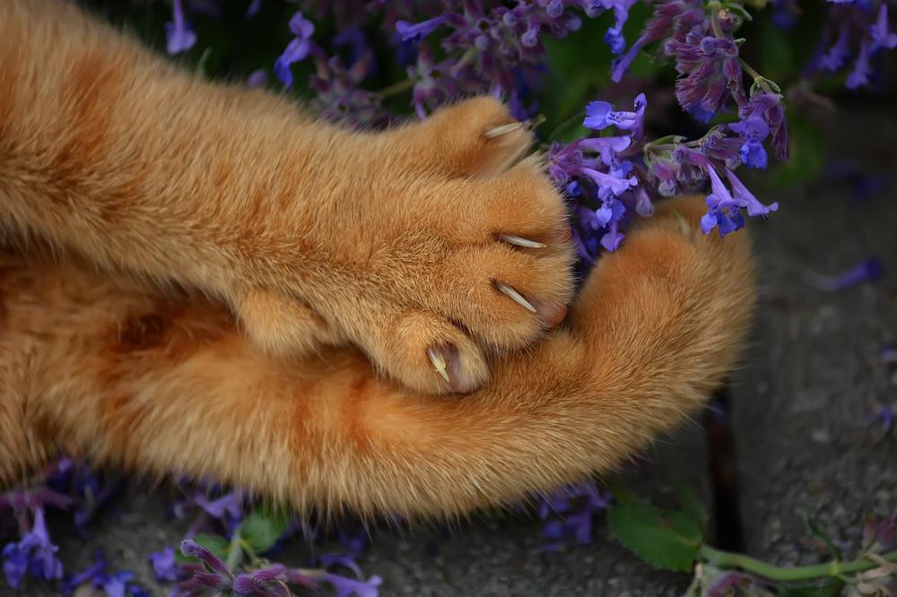 The Physical Effects of Declawing on Cats