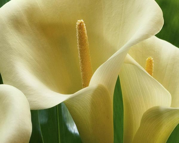 are lilies toxic for cats