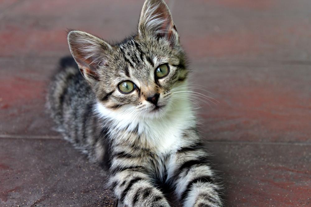 Essential Steps for Caring for Abandoned Kittens