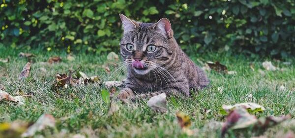 nutritional needs for indoor and outdoor cats