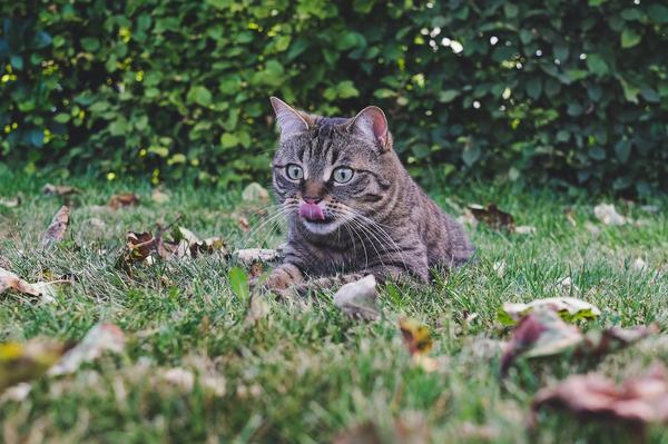 nutritional needs for indoor and outdoor cats