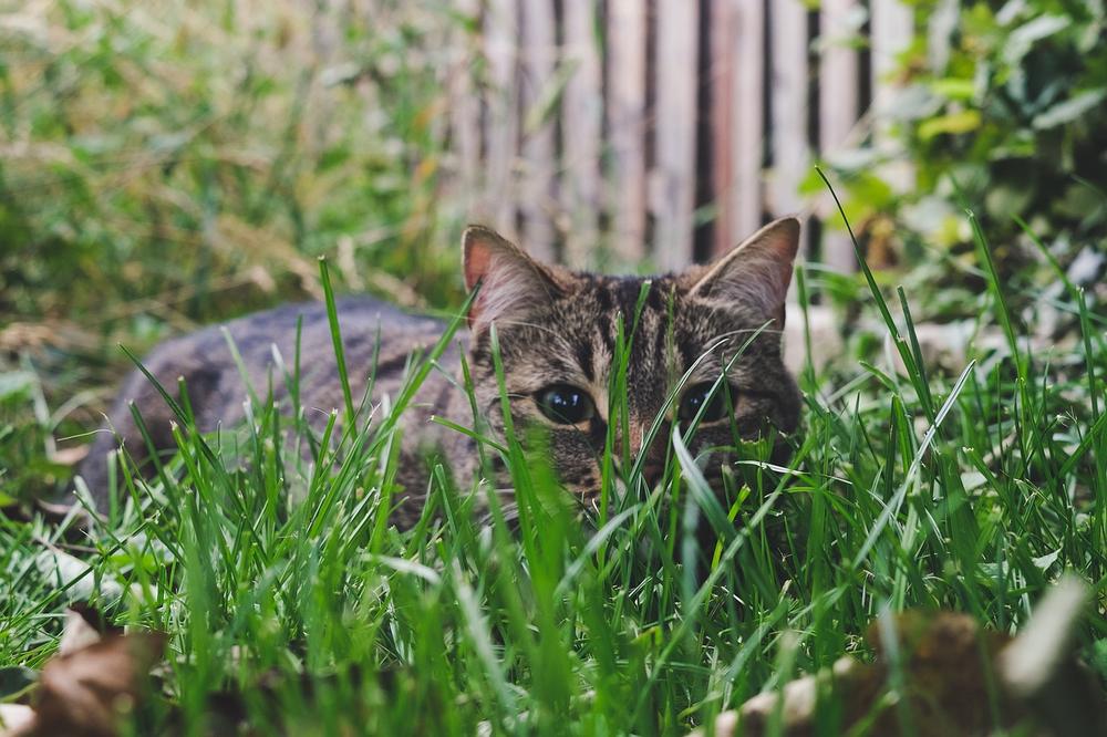 How to Transition Your Cat's Diet from Indoor to Outdoor (or vice versa)