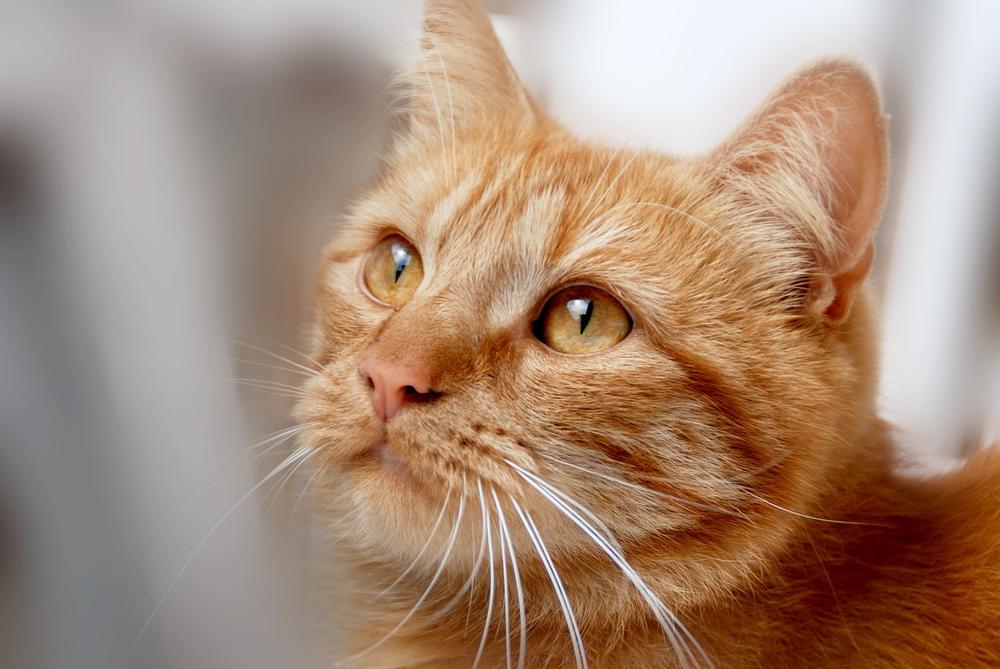 Common Allergens That Cause Cat Swollen Nose