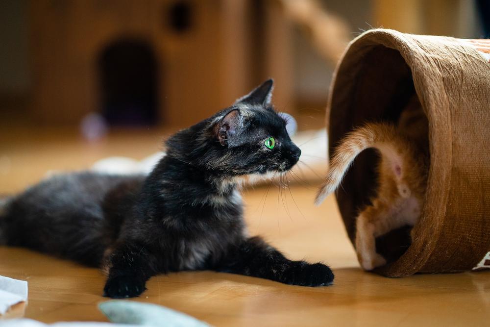 Understanding Mother Cat Behavior: Why is She Biting Her Kittens' Neck?