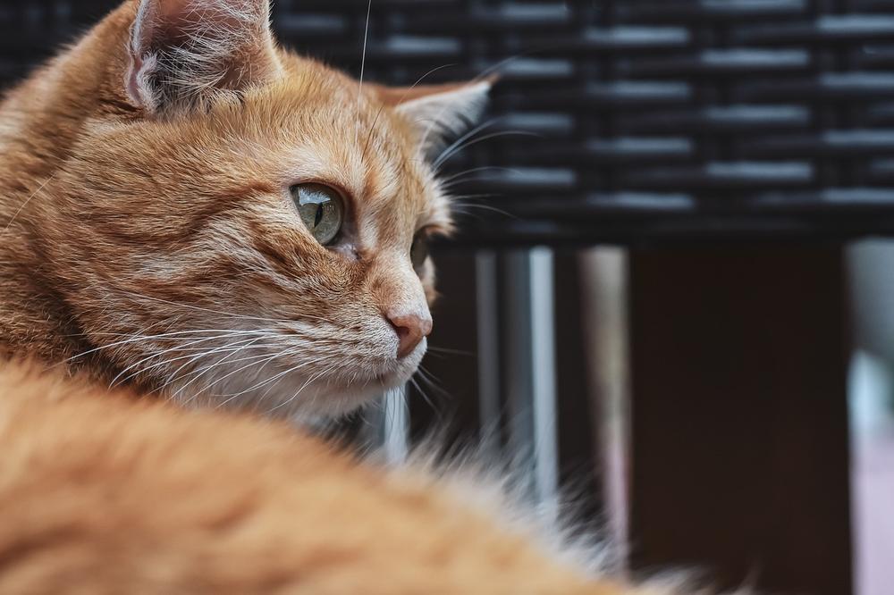Common Skin Conditions That Cause Hair Loss in Cats