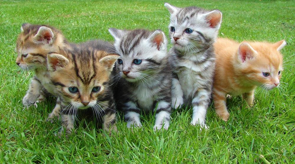 Preventing Essential Oil Poisoning in Cats