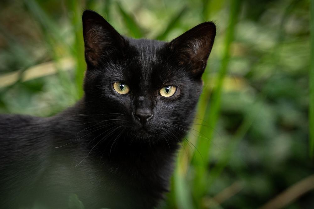 Can Cats Sense Death?