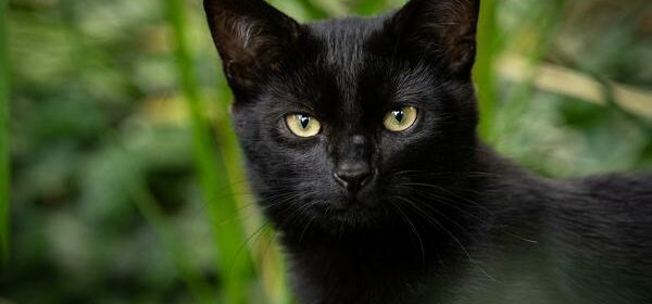 are all black cats bombay cats