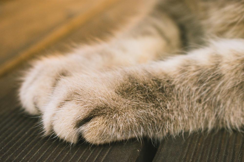 Why Are Cat Claws Retractable in the First Place?