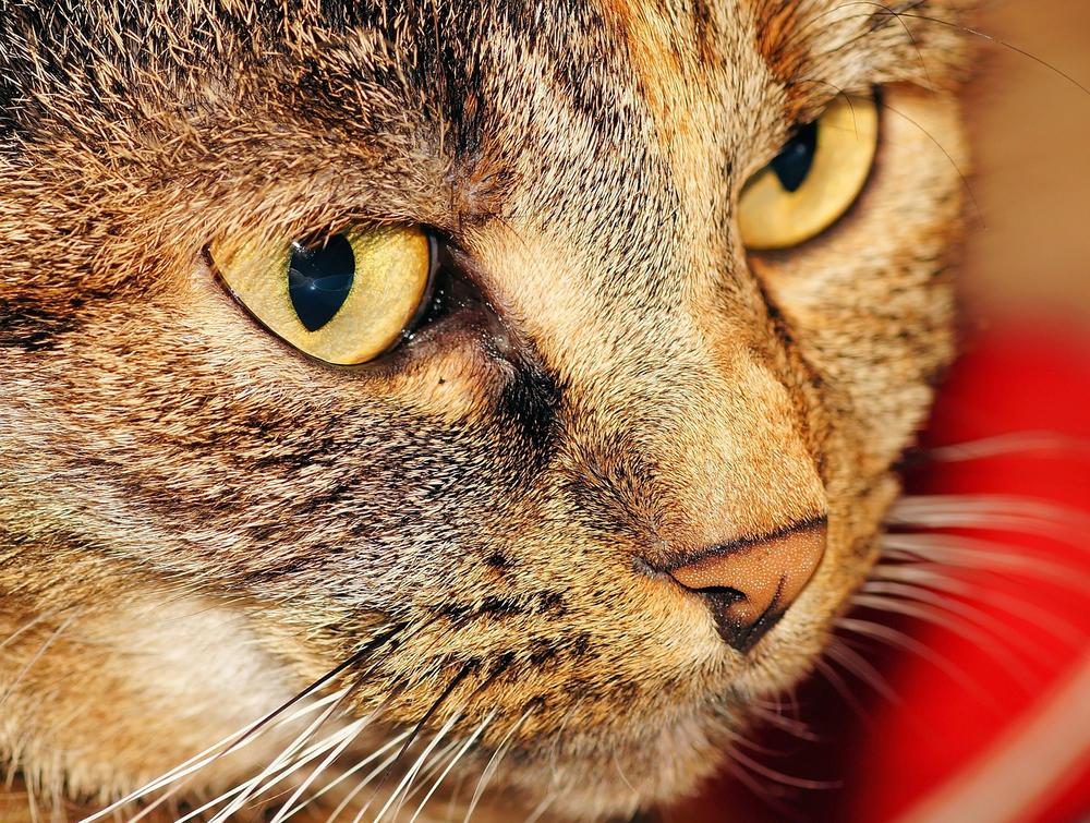 What Happens to Female Cats After Mating?