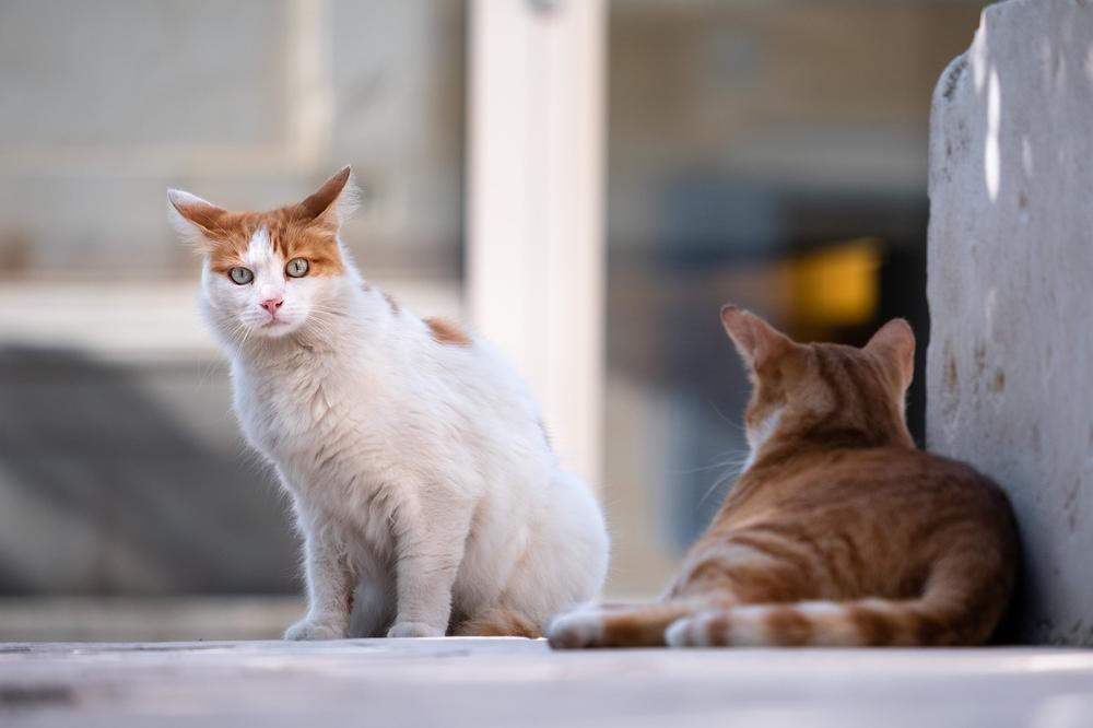 Do Cats Get High on Catnip?