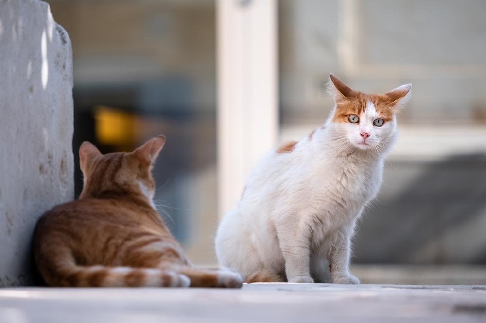 The Potential Benefits of Vitamin C Supplementation for Cats