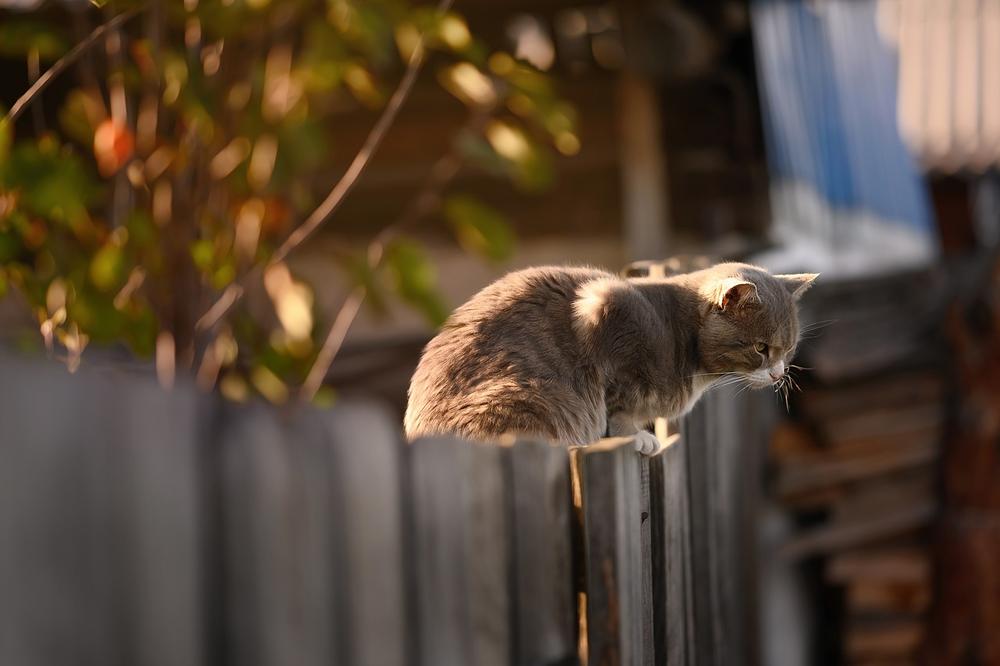 Not All Outdoor Cats Are 'Feral'