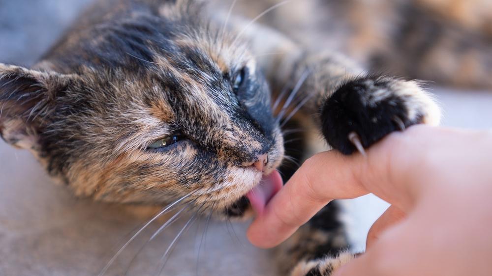 Why It's Important to Trim Cat Nails Regularly