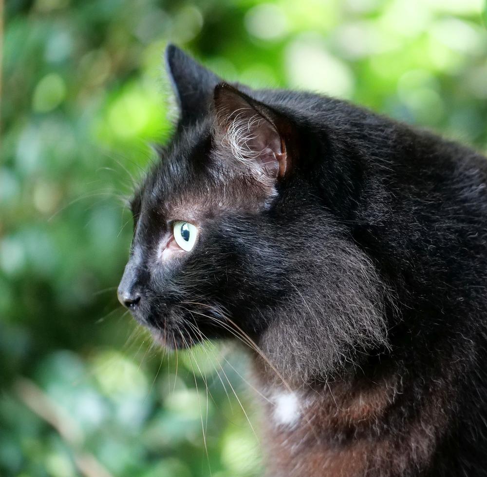 What Does It Mean When a Black Cat Comes to Your House at Night?