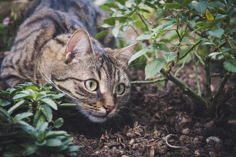 Cats Recognize Physical Symptoms and Behavioral Cues