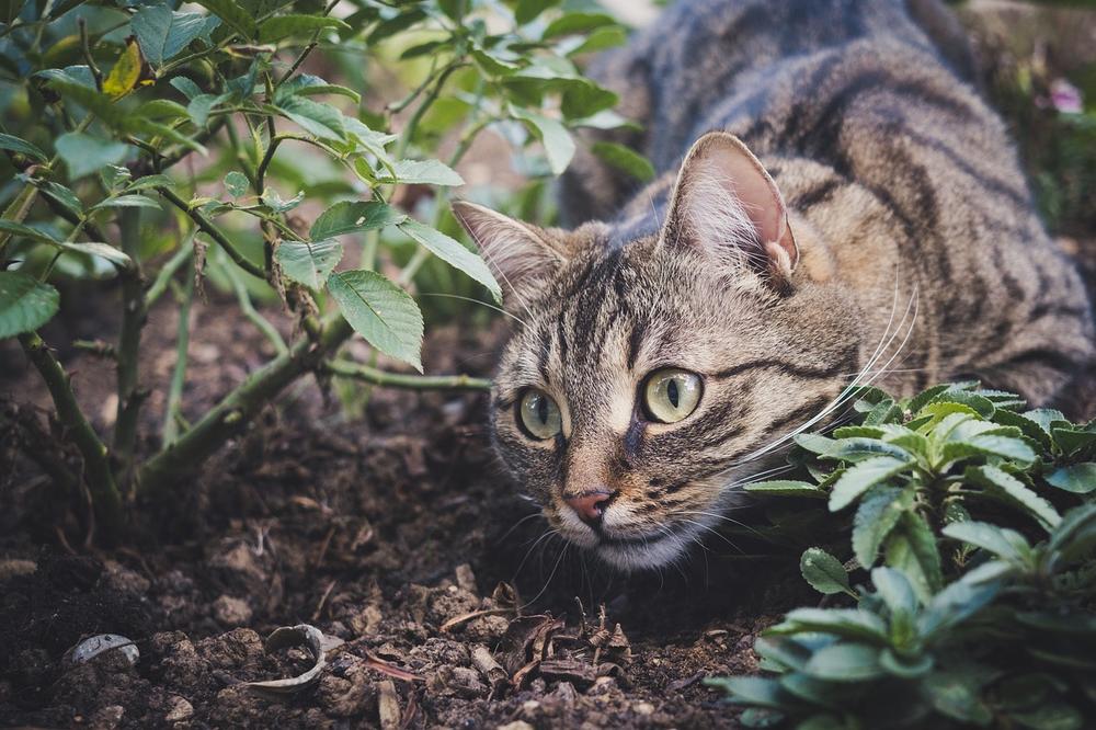 What to Do If Your Cat Consumes Dahlia