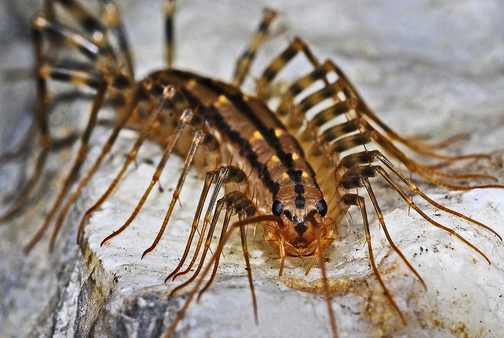 How to Keep Your Home Centipede-Free for Your Cat's Safety
