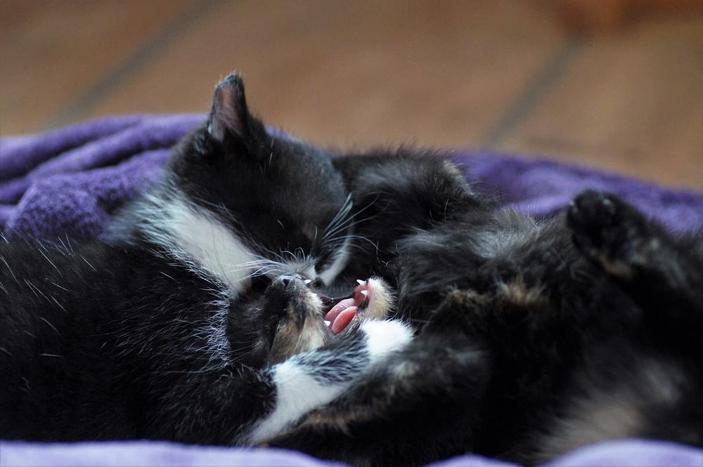 Cats' Emotional Bonds: Kittens' Separation and Maternal Memories