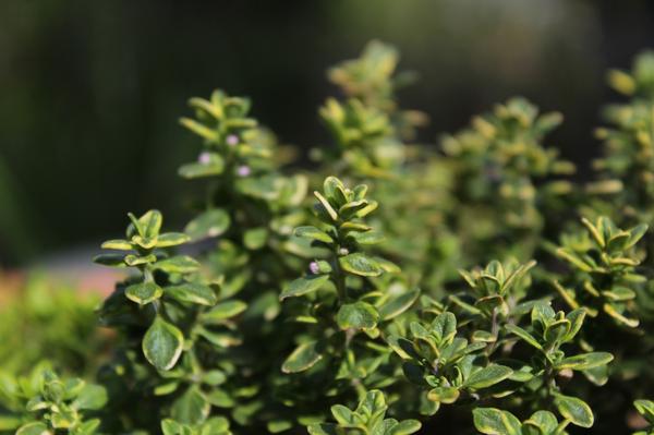 is thyme toxic to cats
