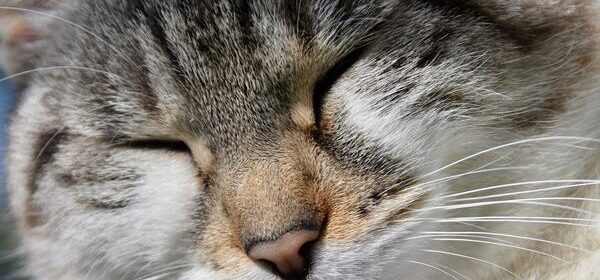 home remedies for cat runny nose