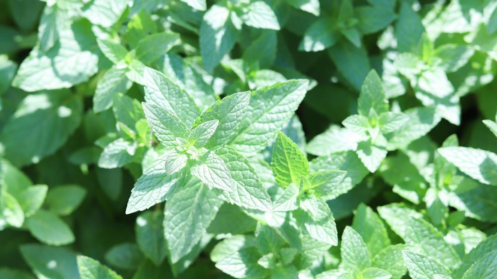 Can Cats Safely Eat Peppermint Plant?