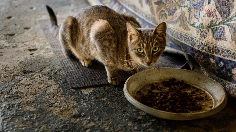 What Happens if a Cat Eats Maggots: Risks of Eating Maggots in Food for Cat