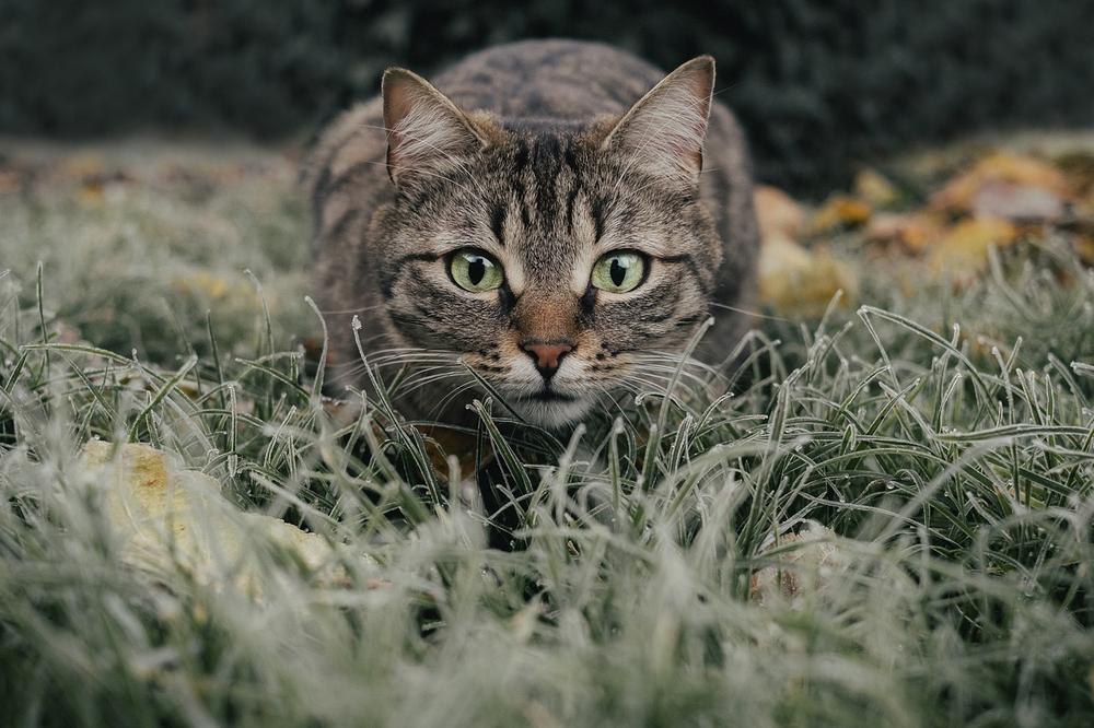 Signs of Lemongrass Toxicity in Cats