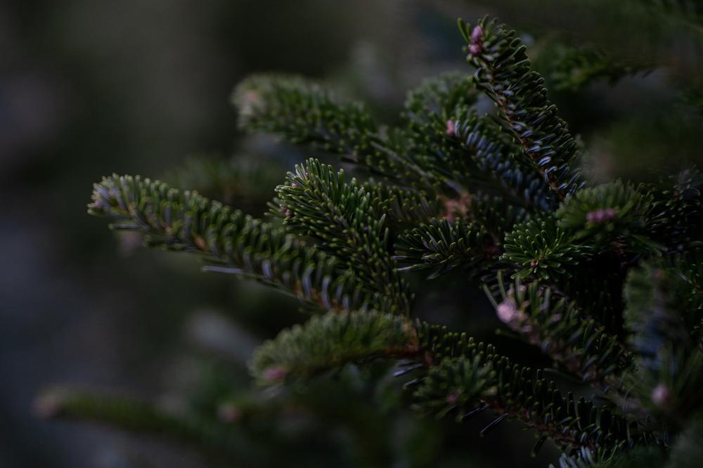 Seasonal Hazards: Christmas Dangers & Holiday Plant Poisons