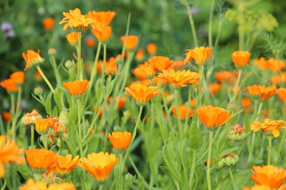 Potential Side Effects of Calendula for Cats