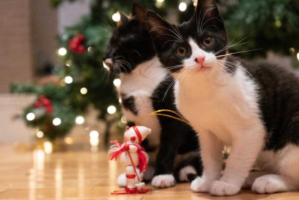 Ensuring Safety for Cats Laying Under Christmas Trees
