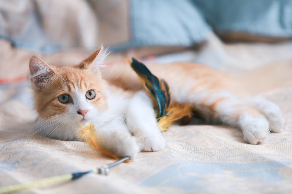 Differences in Kicking Behavior Among Cats