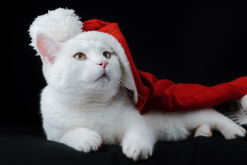 How to Keep Your Cat Safe Around Your Christmas Tree